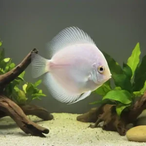 White Diamond Diskus, Größe 10 cm Letzte Chance